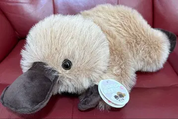 사이좋게 카모메 오키메 봉제 인형 브라운