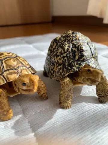 생물대도감 거북 05 표범거북 (성체) (유체) 세트
