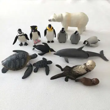 아니아 바다 생물 13종