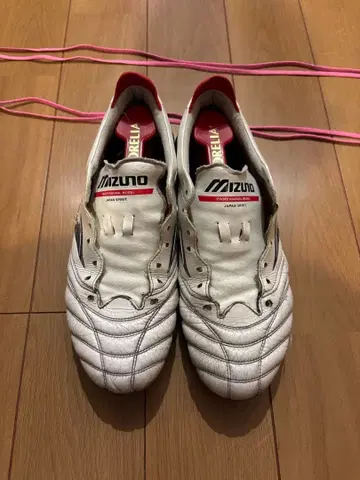 25cm 모렐리아 네오 IV 모렐리아 네오 4