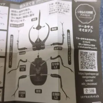 생물대도감 어드밴스 전 3종 컴플리트 코카서스장수풍뎅이 미개봉품