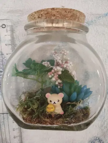 리락쿠마 테라리움 (코리락쿠마, 키이로이토리 오스와리)