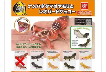 생물대도감 쁘띠 나메하다타마오 도마뱀과 레오파드게코 4종 세트