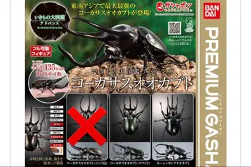 생물대도감 어드밴스 코카서스장수풍뎅이 모렌캄프 2종 세트