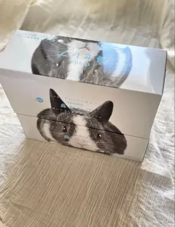하나셀럽 BOX 티슈 토끼 네덜란드 드워프