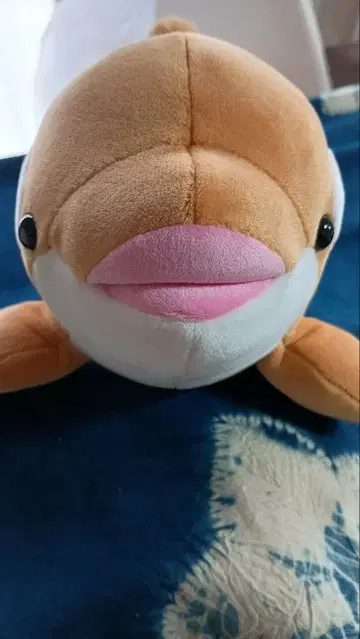 스마 시월드 범고래 복권 4등 범고래 시나몬 컬러