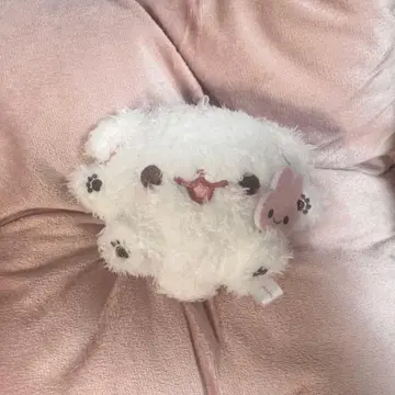 포메라니안 모찌 시라타마 푸리누이