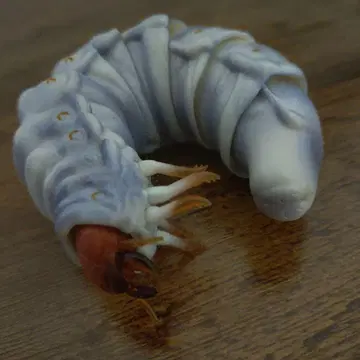 생물대도감 사슴벌레 02 넓적사슴벌레 유충