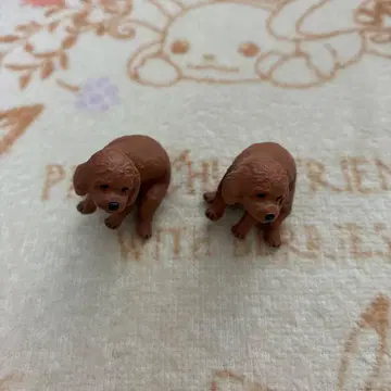 굼벵이 토이 푸들