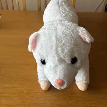 흐물흐물 롱 페럿