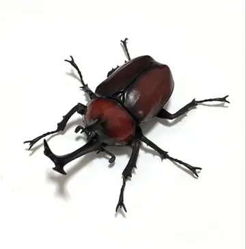 야마토장수풍뎅이 (적갈색) 생물대도감 장수풍뎅이05 곤충 생물 가챠