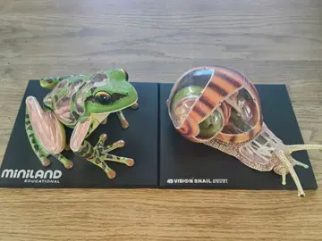 동물 해부 모델 피규어 개구리 달팽이 입체 퍼즐
