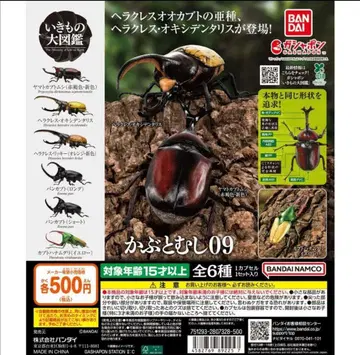 생물대도감 투구벌레09 가챠 전6종 컴플리트 세트