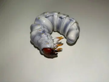 톱사슴벌레 유충 생물대도감 장수풍뎅이 02 생물 곤충 피규어 가챠