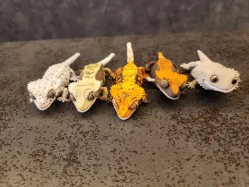 생물대도감 도마뱀 피규어 5개 세트 묶음 판매