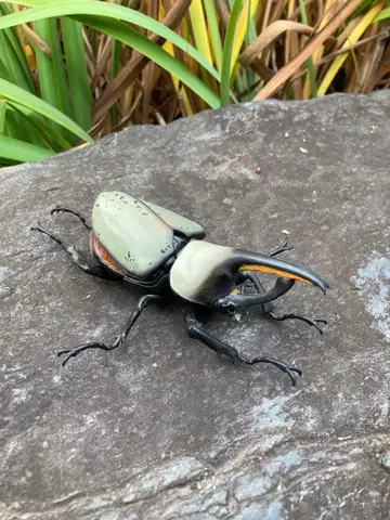 초정교 리얼 사슴벌레 피규어