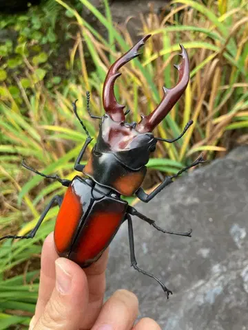 초정밀 리얼 장수풍뎅이 피규어 블랙과 오렌지