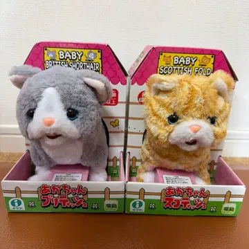 아기 브리티시 아기 스코티시 고양이 움직임