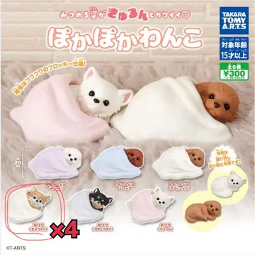 따뜻한 강아지 치와와(초코탄) 4마리