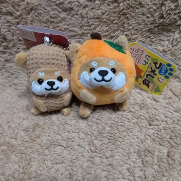 여행하는 마메시바 땅콩 비와