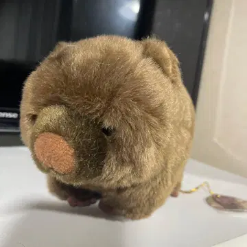 사츠키야마 동물원 웜뱃 봉제 인형