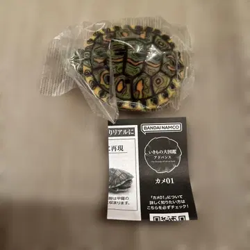 생물대도감 어드밴스 거북 01