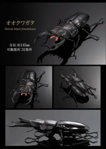 생물대도감 어드밴스 사슴벌레 02 온라인판 오오쿠와가타