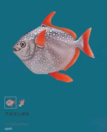 이키몬 가챠 심해 생물 마그넷&체인 2 아카만보