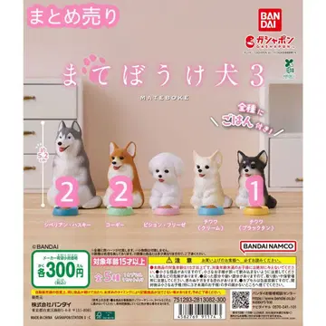 [마테보케견3] 시베리안 허스키 코기 치와와 (블랙탄)