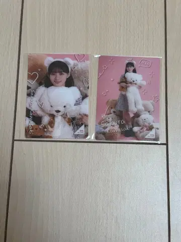 카와사키 벚꽃 Teddy Dream Town 모바카 컴프