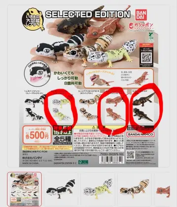 생물 대도감 레프티