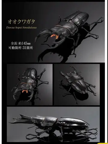 생물대도감 어드밴스 사슴벌레 02 오오쿠와가타 캡슐판