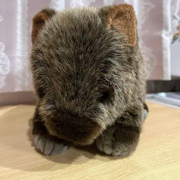 리얼 웜뱃 봉제 인형 10C +1