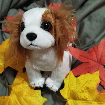 ty 비니 베이비즈/개