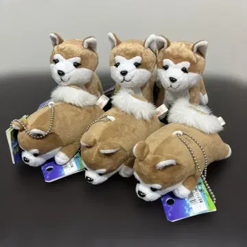 아키타견 마스코트 봉제 인형 네 발과 달마 6개 세트 야나기