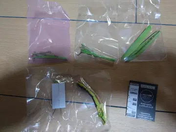 생물대도감 어드밴스 쇼 롱혼 메뚜기 2세트