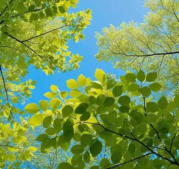 RiO 님 블랙 38 익일