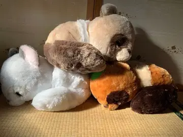 뽀뽕과 너구리 뒹굴뒹굴 졸려요 울트라 BIG 봉제 인형 3종 세트