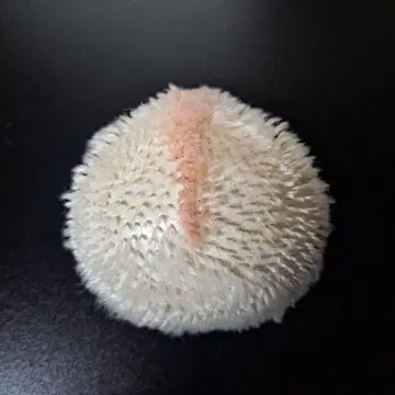 아이시 인형용 밤톨 머리 부품