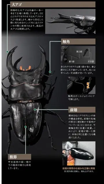 생물대도감 반다이 오오쿠와가타타 캡슐판