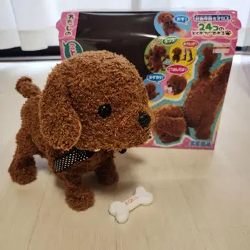 내 말을 알아듣는 반려동물 코코