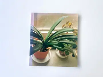 사나이 마사후미 살아있다