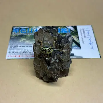 유진 원색 일본 곤충 도감 I 니이니이 세미