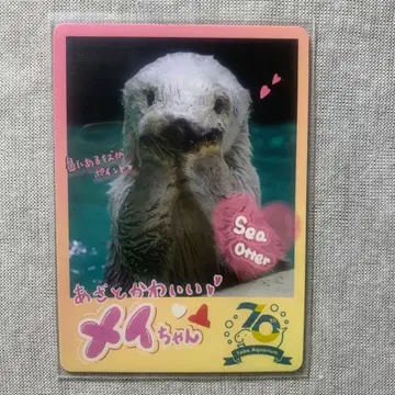 도바 수족관 컬렉션 카드 랏코 메이