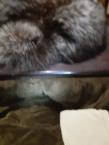 사가 숄 목도리