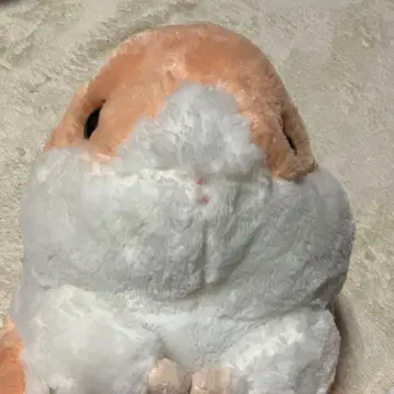 코로하무 콜론 공