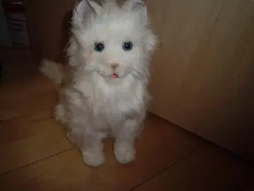 세가토이즈 꿈 고양이 셀럽