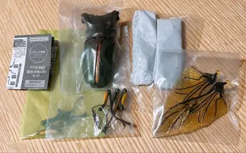 생물대도감 사슴벌레 엘라푸스 호소아카 사슴벌레 그린