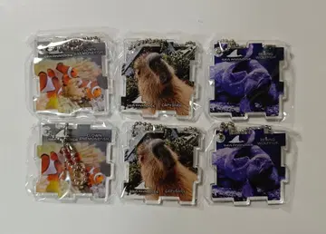 핫케이지마 씨 파라다이스 한정 가챠 퍼즐풍 아크릴 키링 흰동가리 외