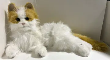 꿈 고양이 비너스 고양이 완구 봉제 인형